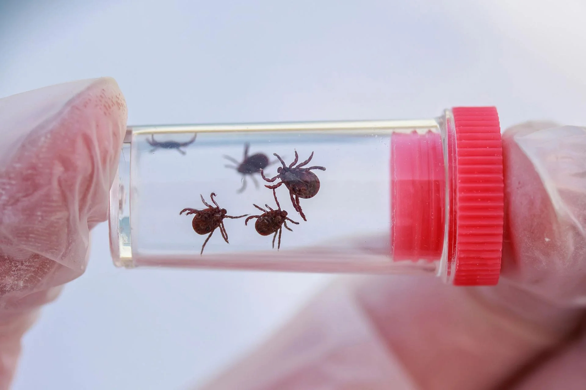 Large-Scale Study Will Seek to Unearth Causes of Persistent Symptoms of Lyme Disease