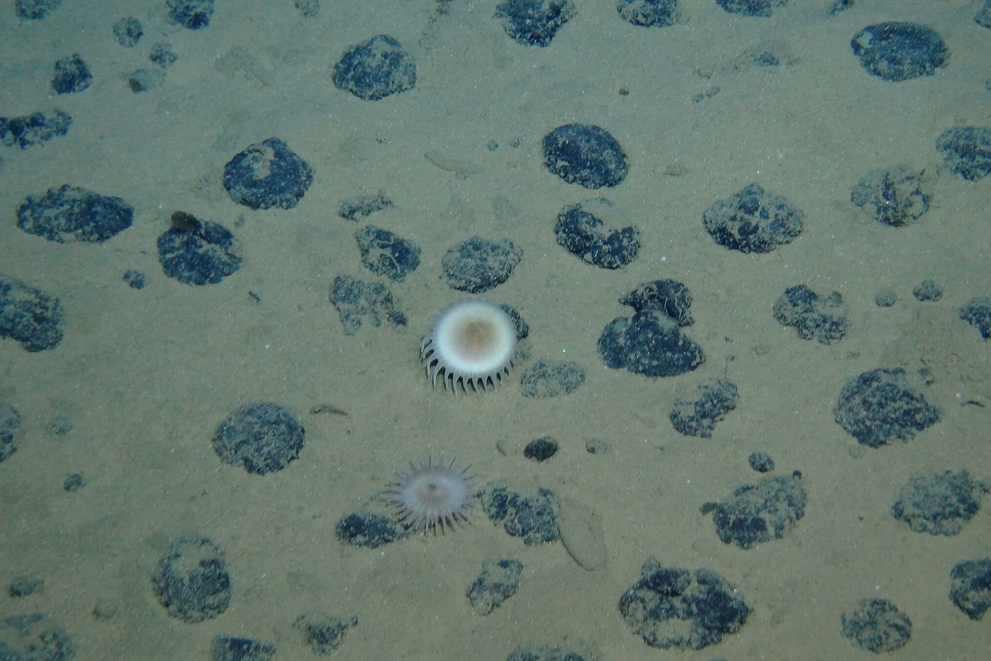 Oxygen Produced in the Deep Sea Raises Questions about Extraterrestrial Life