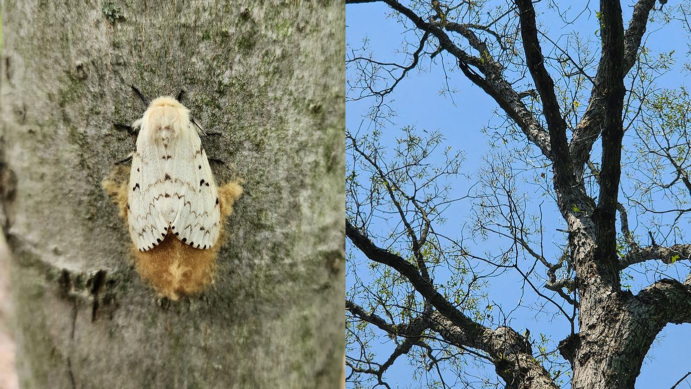 "Ecologist Tracks How Insects Can Devastate Forests—and How to Stop Them"