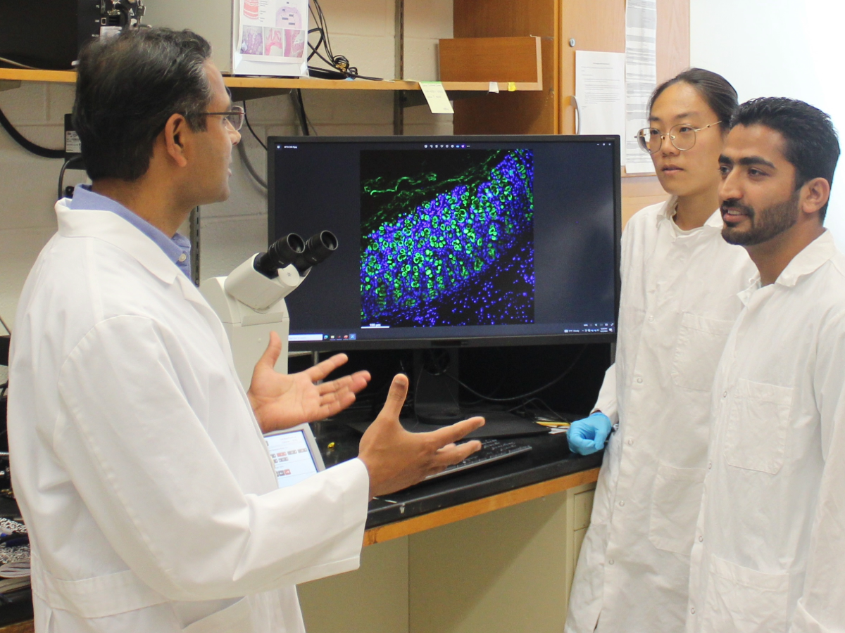 Refined Dietary Fiber May Increase Risk for Inflammatory Bowel Disease