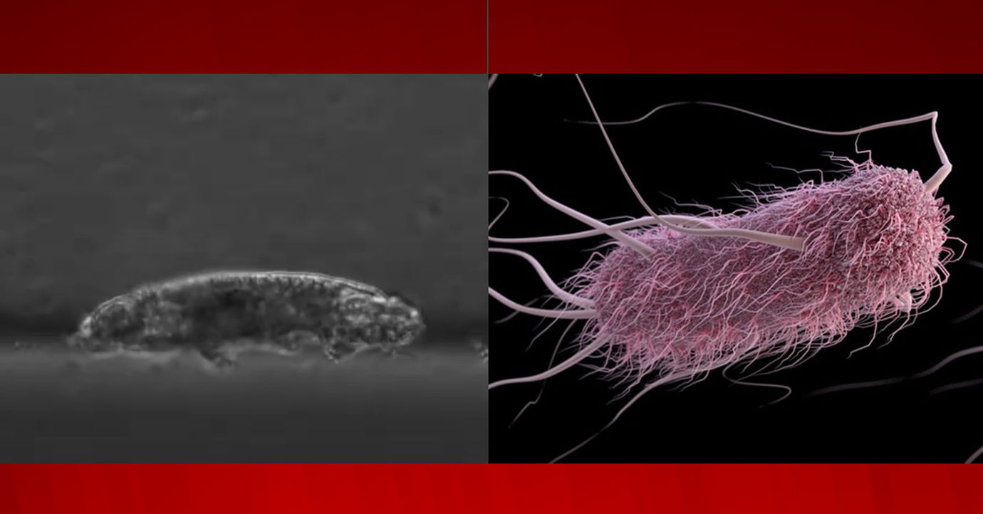 "Uchicago Biophysicist Traces the Relationship Between Habitat and Animal Movement"