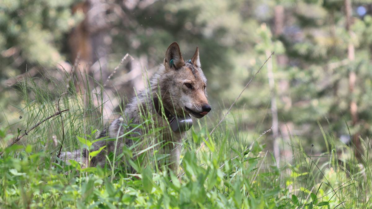 In Turkey, Wolves and People Have Shared a Landscape for Generations