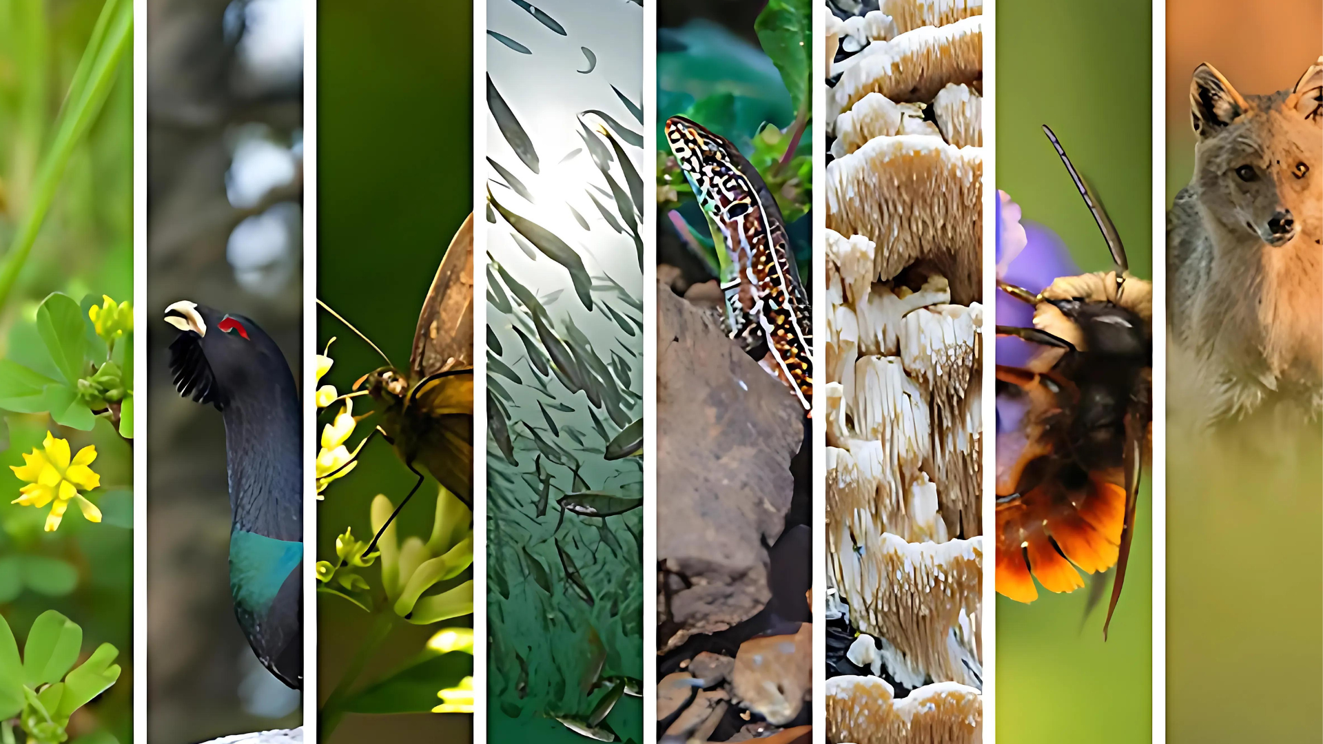Successful Conservation Genomics Pilot Sets the Stage to Sequence European Biodiversity