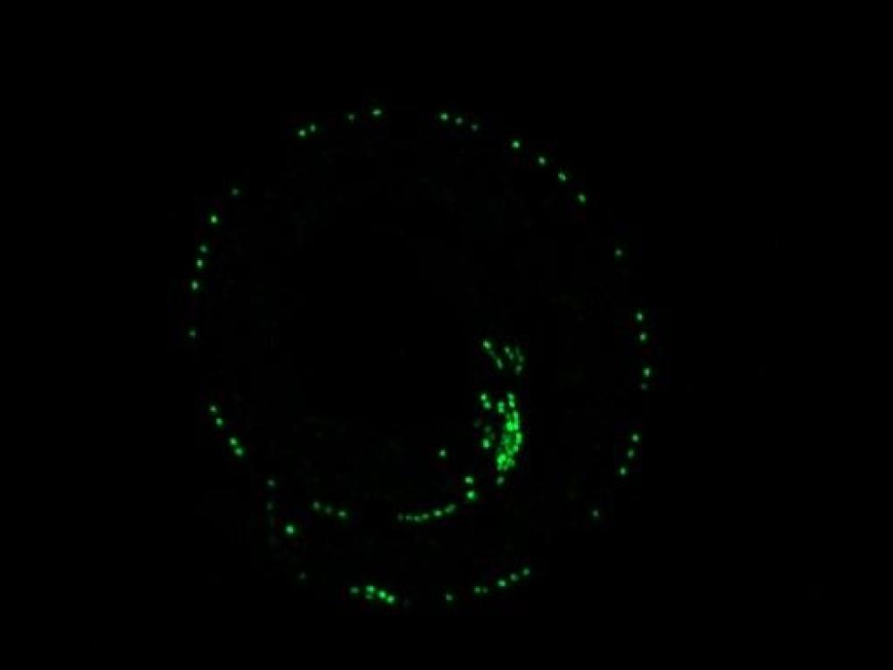 Decoding Cellular Diversity in the Nervous System