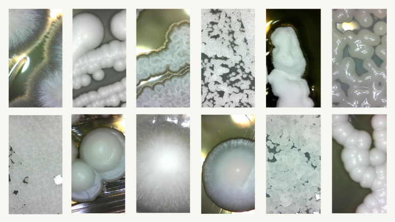 These Jacks-Of-All-Trades Are Masters, Too: Yeast Study Helps Answer Age-Old Biology Question