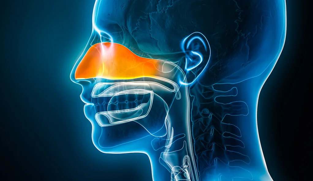 Common Antibiotic May Be Helpful in Fighting Respiratory Viral Infections