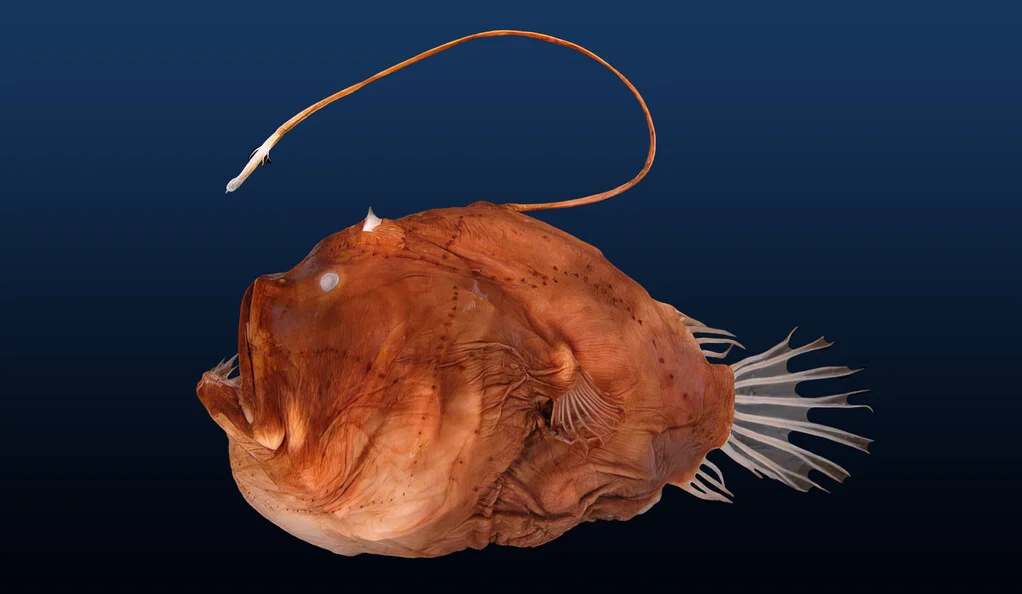 Sea of Love: Behind the Unusual Sexual Parasitism of Deep-water Anglerfish
