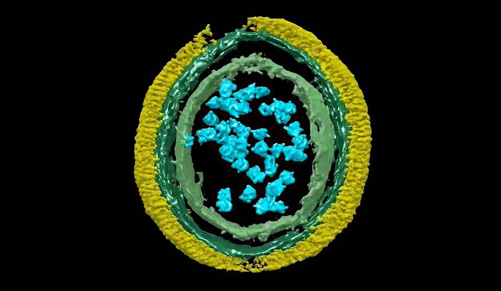 Discovery of ‘Molecular Machine’ Brings New Immune Therapies a Step Closer