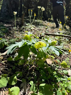"Blend of Machine Learning, Botany Unlocks Secrets of Ancient Greece"