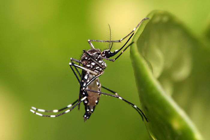 Image of a mosquito