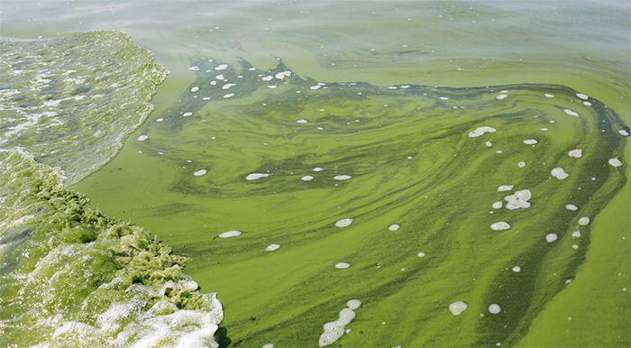 Algal bloom