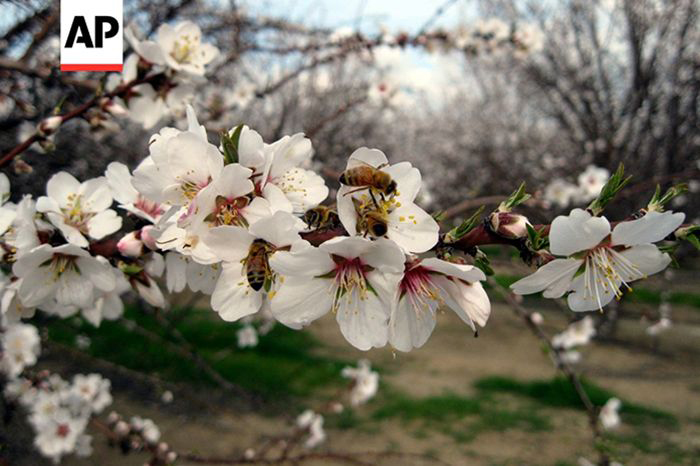 Image of bees and flowers