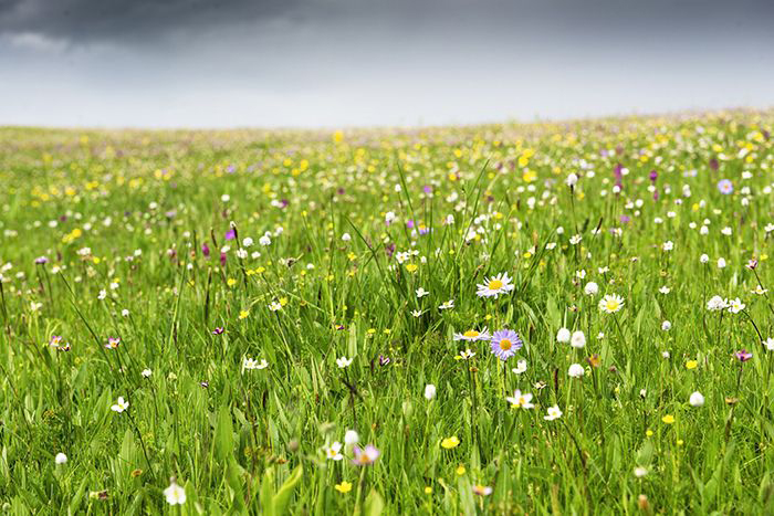 Image: field of plants