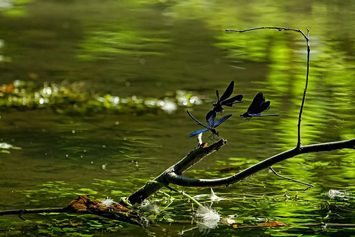 Algal Bloom in small pond