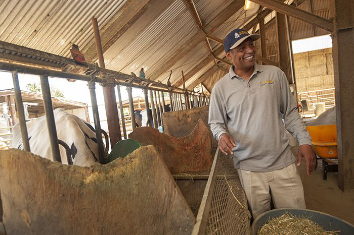 Professor Ermias Kebreab with dairy cows