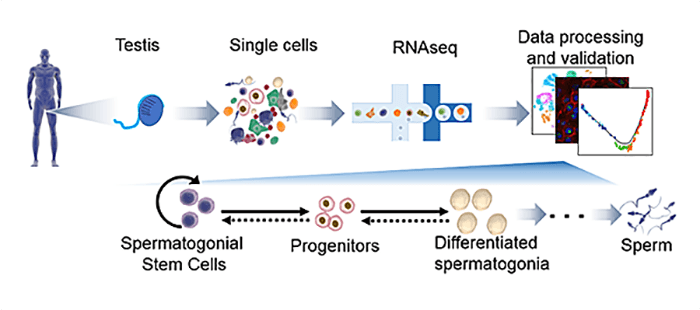 2019_02_05_wilkinson_sperm_UCSDHealth-700x310-compressor.png