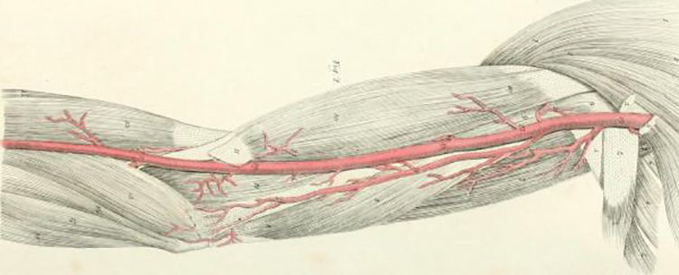 Illustration of arteries in arm