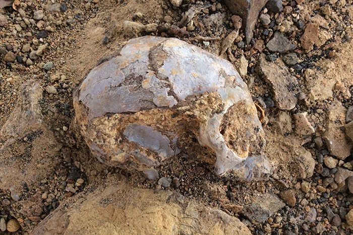 Photo of Alesi partially excavated