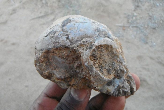 Alesi-partially-cleaned-skull-700x467-compressor.jpg