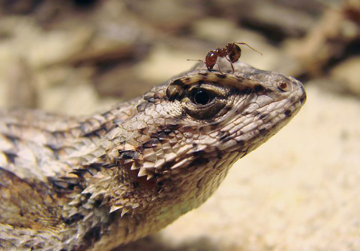 Fire ants have recently spread into the southeastern United States, often attacking and killing native species, such as the eastern fence lizard.