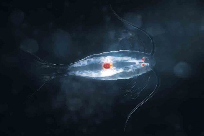 A bioluminescent copepod