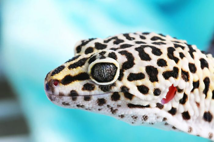 Gecko image