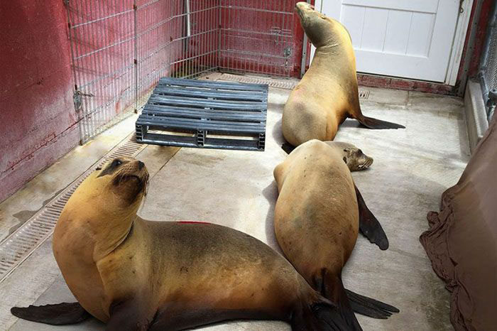 Sea Lions