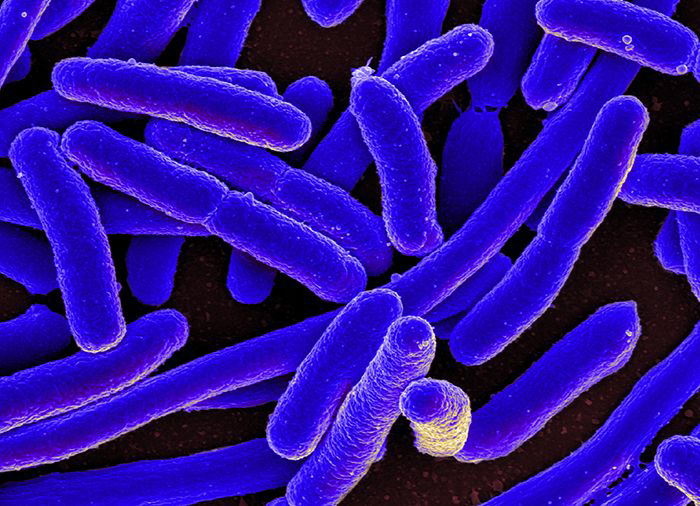 E.coli bacteria