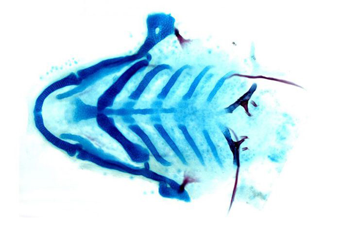 Skeletal staining of the lower face of a zebrafish