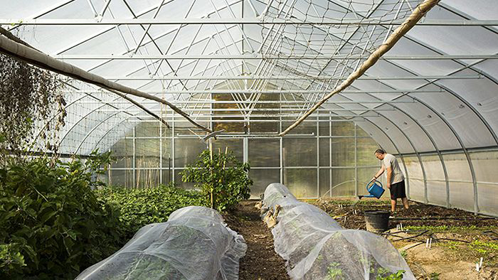 A participant waters fruits and vegetables in one of the UNC Farm at Penny Lane's greenhouses.