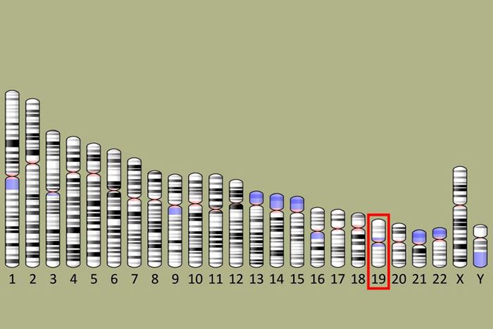 Image of 19th chromosome