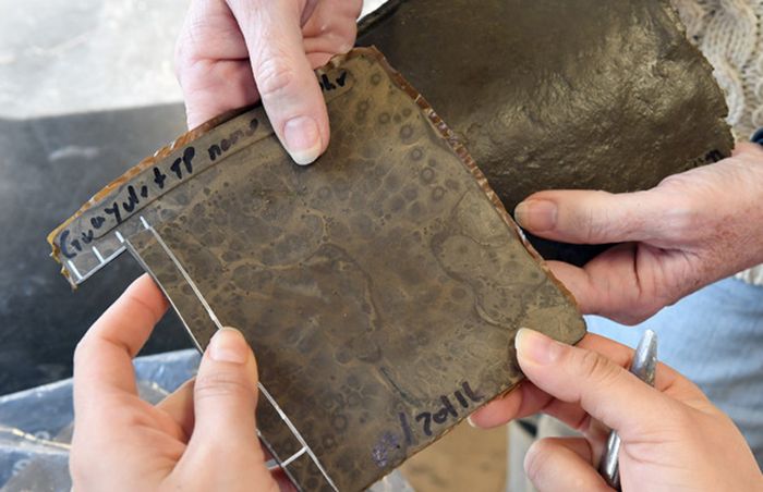 Photo of rubber made from food waste