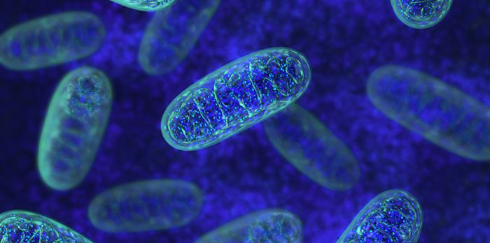 Mitochondria