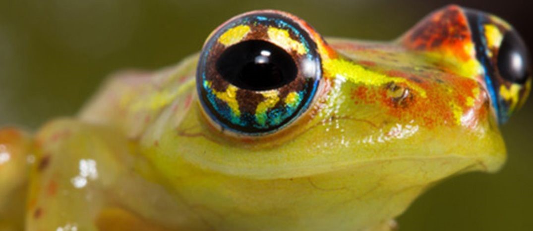Photo of a frog