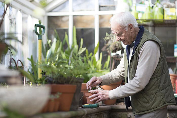 Senior man gardening in a greenhouse.