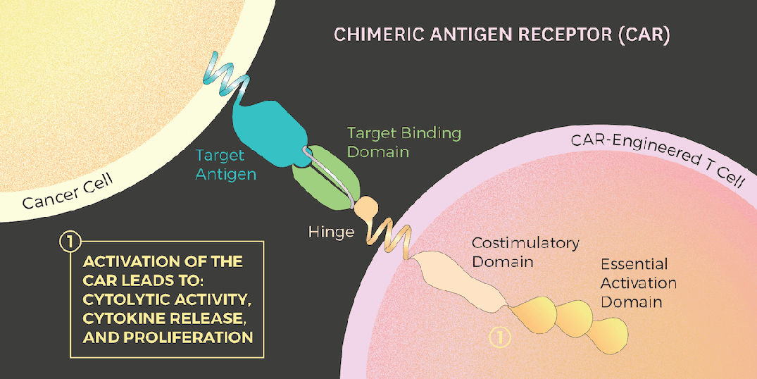 Illustration of how CAR T cells work
