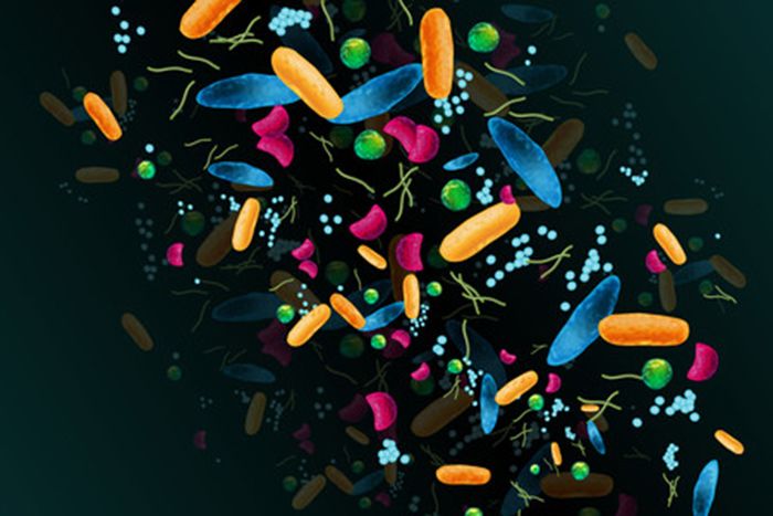 An artist's rendering of gut bacteria