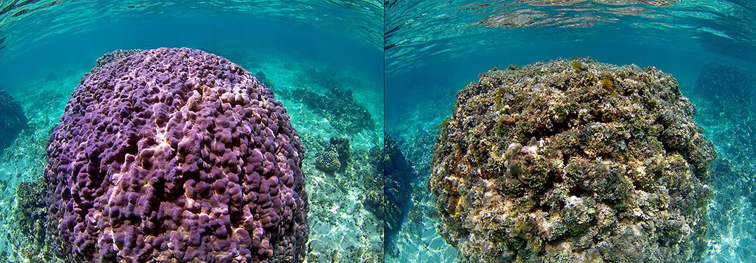 Comparison of healthy and degraded coral