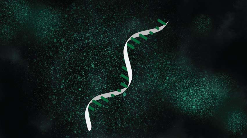 Genome illustration