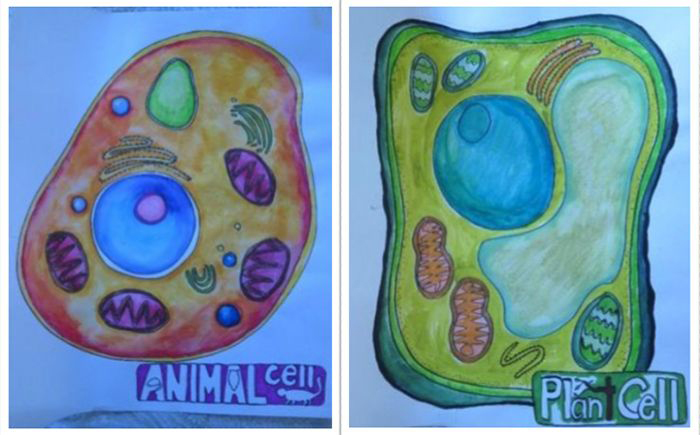 Image: Students in the arts-integrated life science class drew animal and plant cells to understand the structures within.