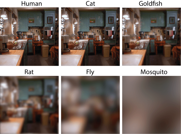 Kitchen-acuity-750x555-compressor.png