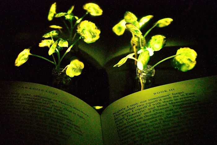 Book illumintaed by nanobionic light-emitting plant.