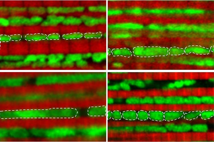 Fruit flies’ mitochondria