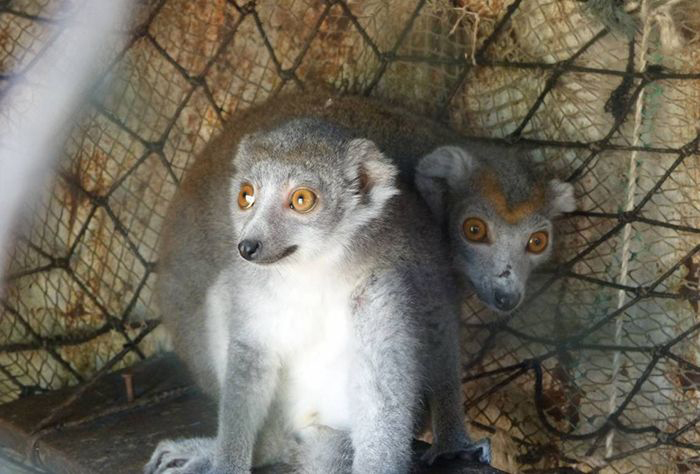 Image of lemurs