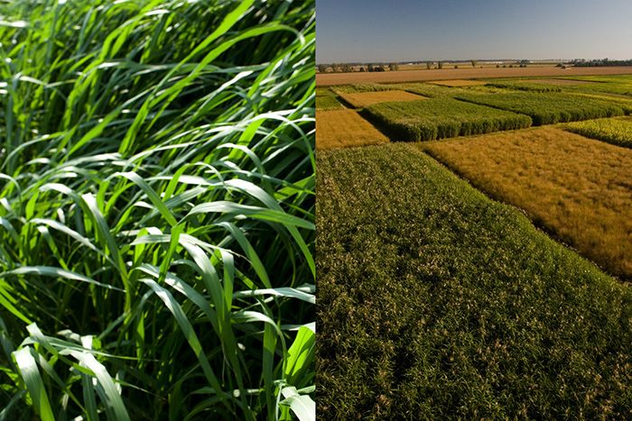 Fields of energycane and Miscanthus