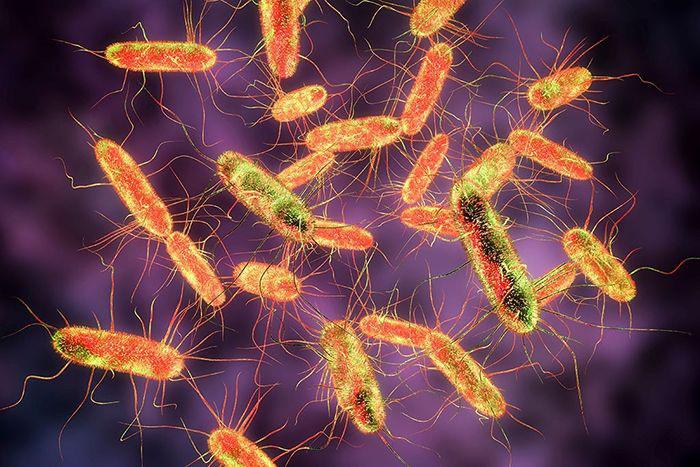 Image of Salmonella bacteria