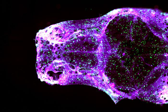 Visualization of skull bone growth in live zebrafish.