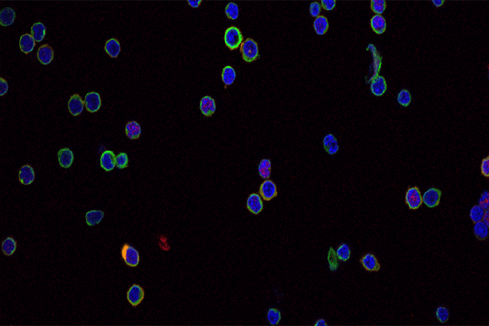 Treg cells
