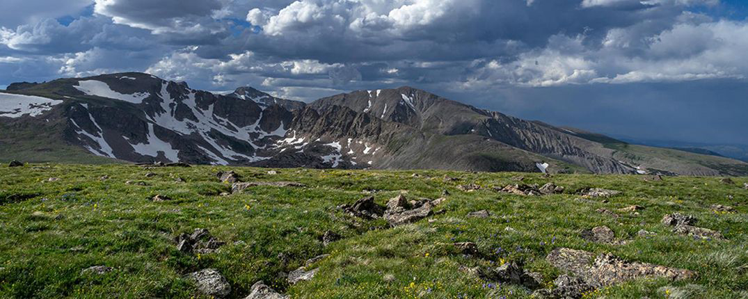 Afternoon light shines on an alpine dry meadow community.