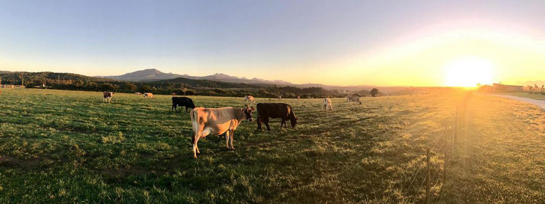 Cows in a field